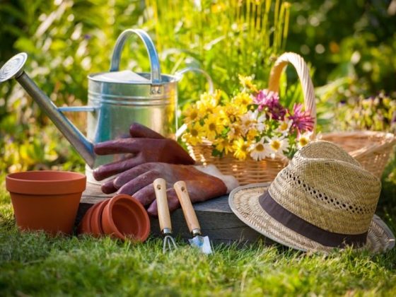 The Great Gardening Tips for Beginners - SimDreamHomes