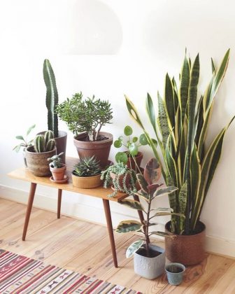 FIND: 15 Incredible Indoor Plants Decor Ideas | Simdreamhomes